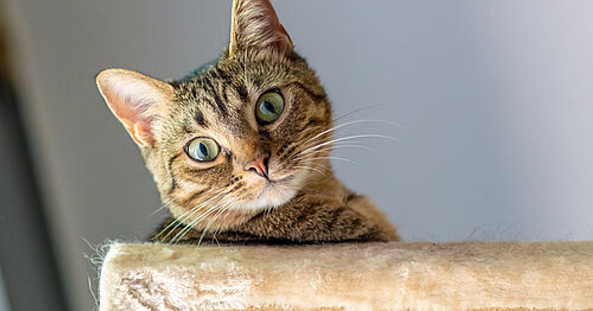 frau-in-bayern-gab-versehentlich-katze-im-paket-auf