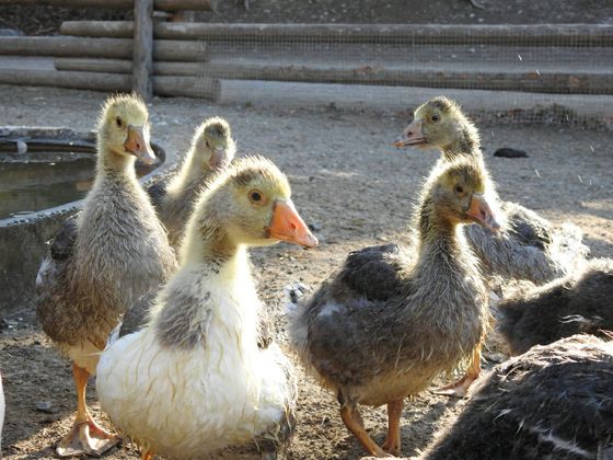 Sieben Küken erkunden den Bauernhof im Alpenzoo.