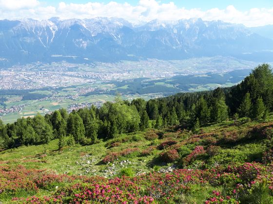 Zirbenweg am Patscherkofel.