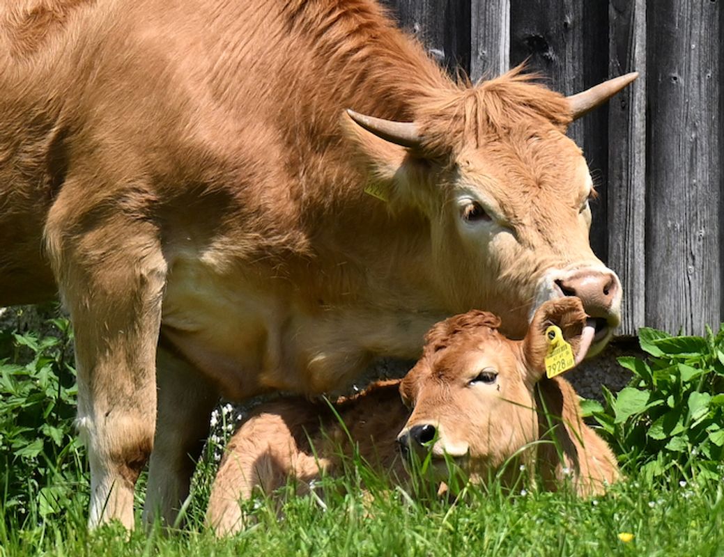 Kuhattacken auf heimischen Almen nehmen zu: Warum nicht die Tiere das Problem sind