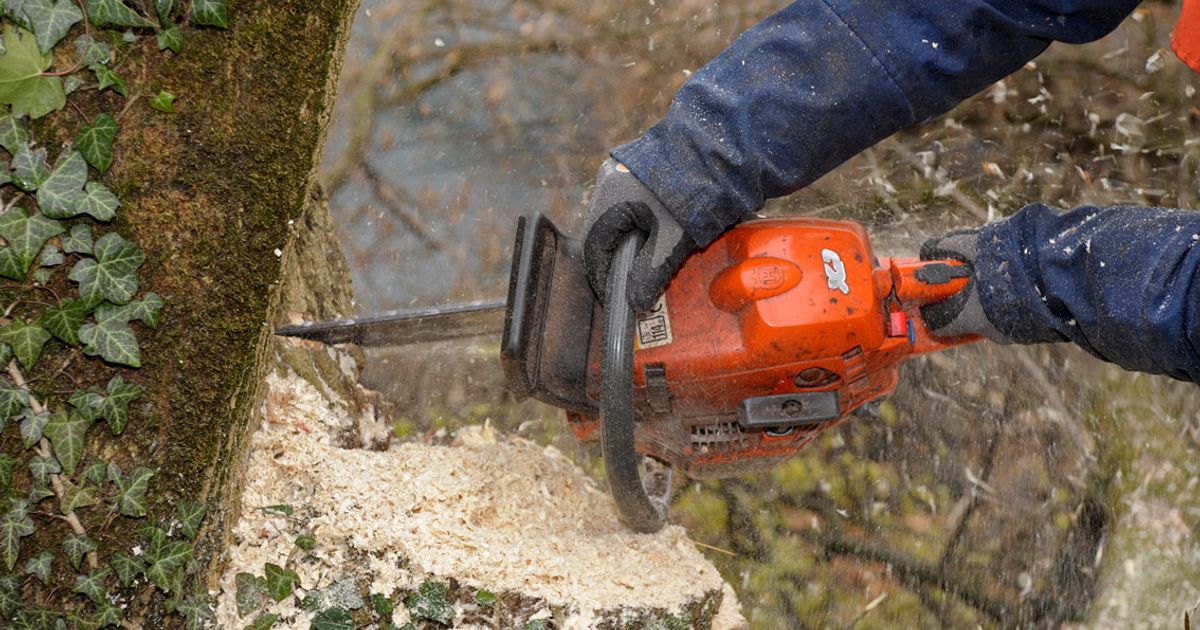 Mit-Unterschenkel-unter-Baum-geraten-Forstarbeiter-in-Sautens-schwer-verletzt-in-Klinik-geflogen