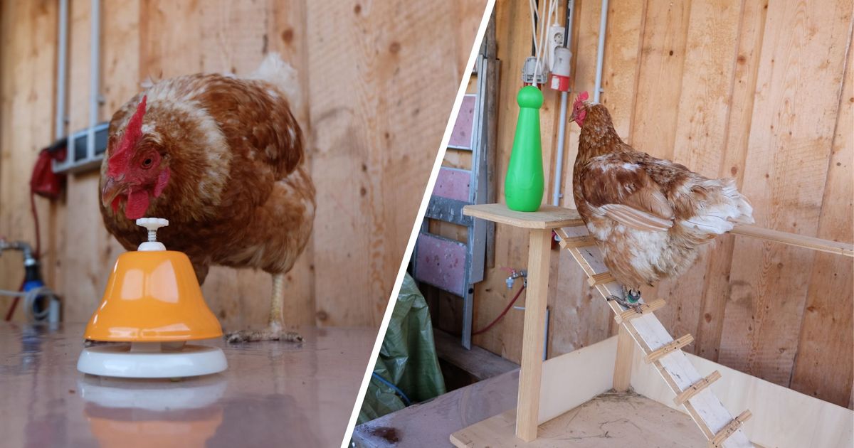 Warum-H-hner-im-Netz-seit-kurzem-die-neuen-Katzen-sind-und-woher-der-Hype-kommt