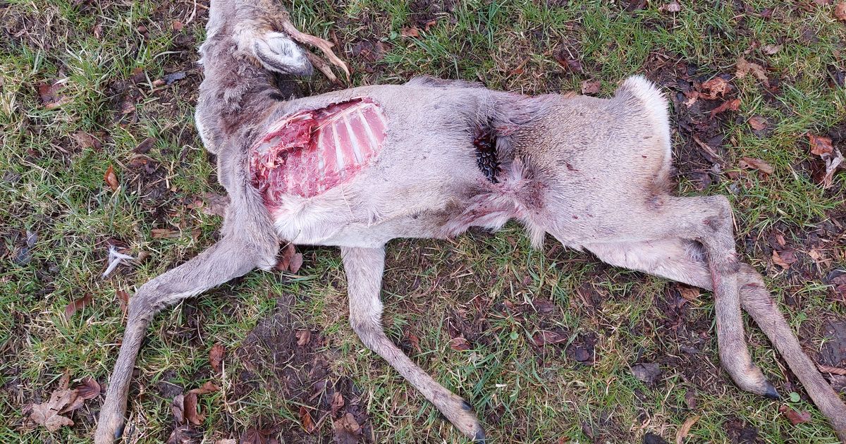 Grausiger-Fund-in-Kufstein-Rehbock-im-Stadtgebiet-von-Hunden-gerissen