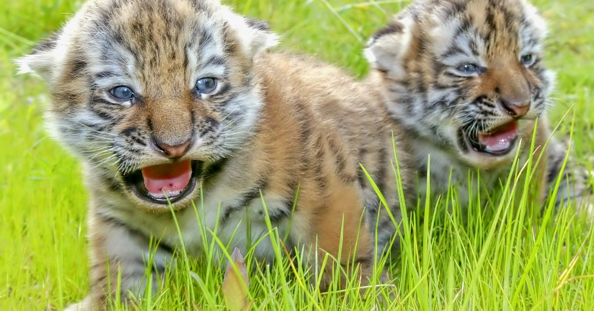 Zoo-Leipzig-schl-fert-drei-Tigerbabys-kurz-nach-ihrer-Geburt-ein
