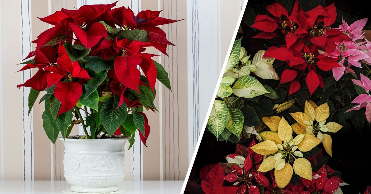 Mit-diesen-Tipps-gedeihen-Weihnachtssterne-zuhause-lange-Zeit-pr-chtig