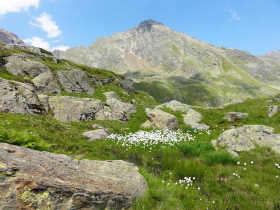 Wollgras unterhalb der Bremerhütte.