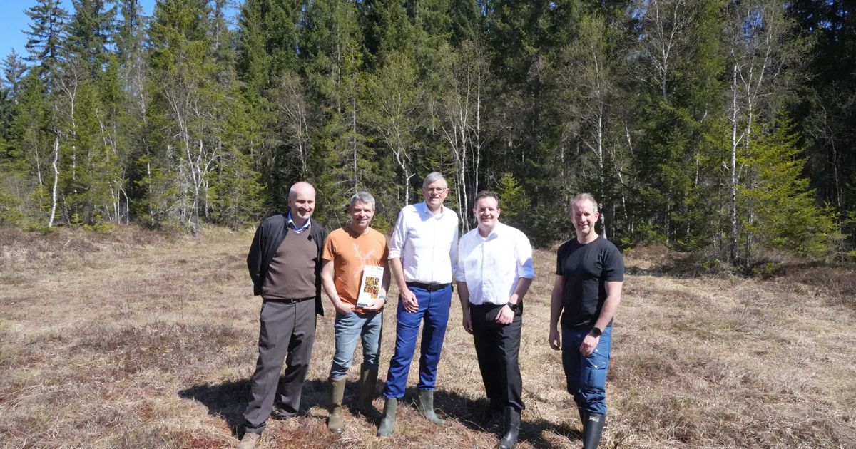 -AMooRe-auf-der-Paradieswiese-Moorfl-che-in-Kitzb-hel-wird-revitalisiert