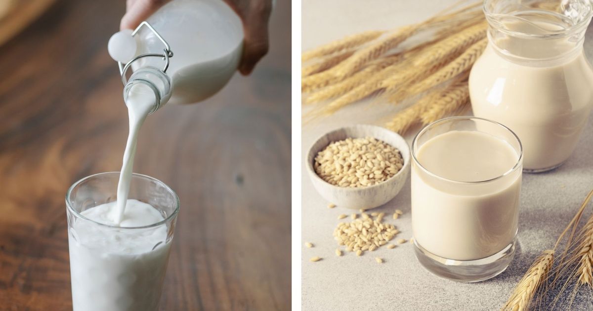 Sind Haferdrinks wirklich nachhaltiger als Milch? Sieben Mythen auf dem ...