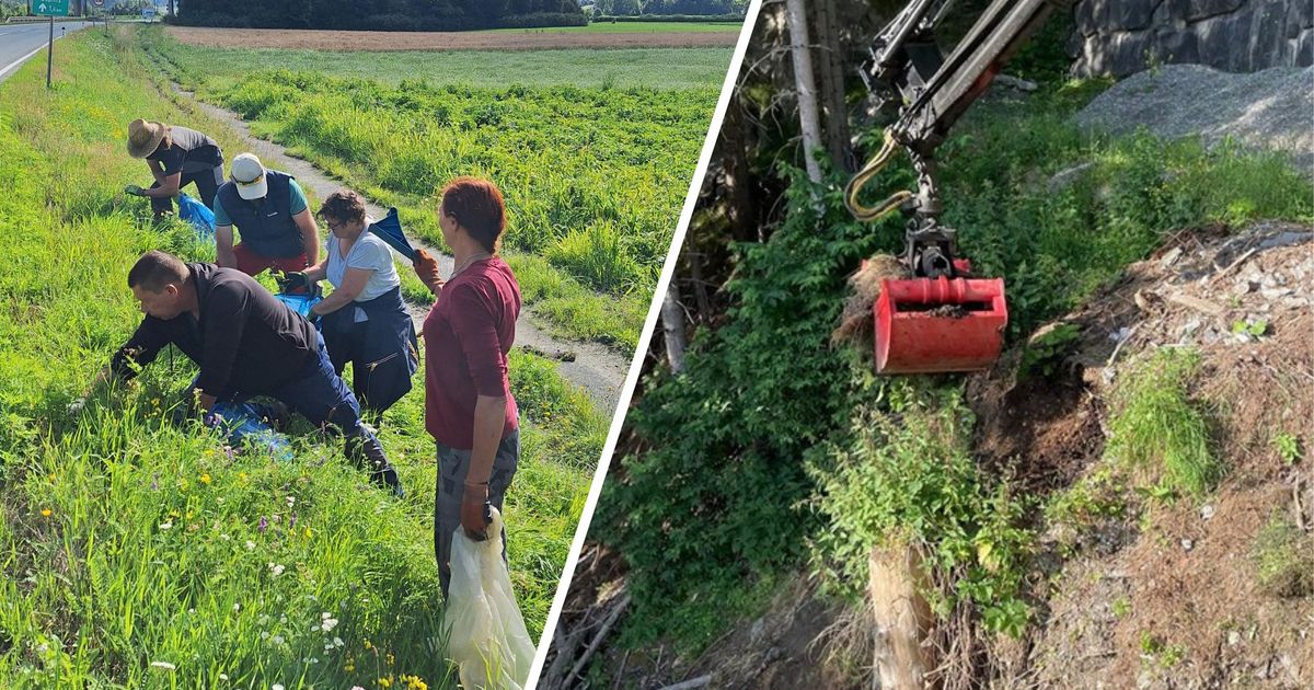 Neophyten-im-Oberland-werden-nun-an-der-Wurzel-gepackt