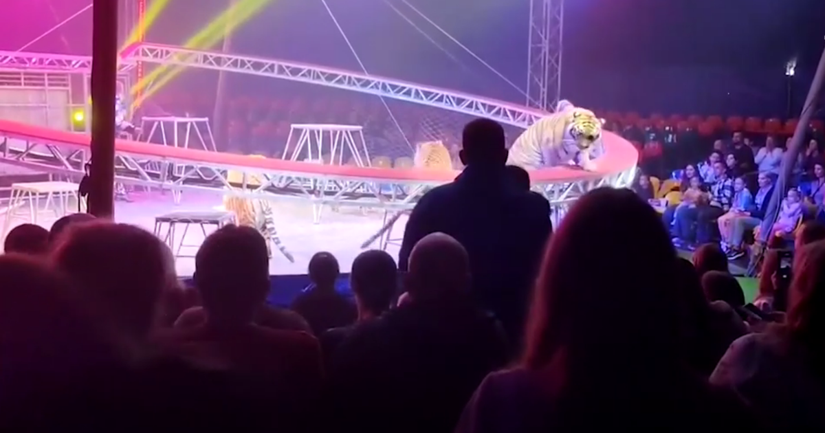 Panik-im-Zirkuszelt-Schutznetz-f-llt-Tiger-springt-in-den-Zuschauerbereich