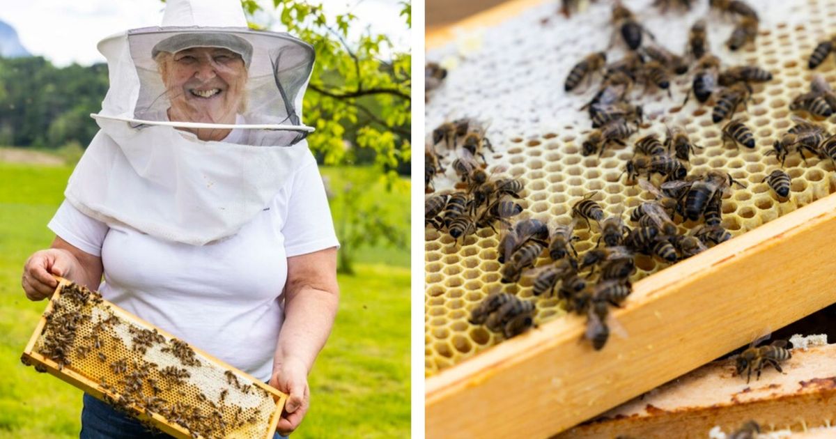 Unterl-nderin-ist-Imkerin-aus-Leidenschaft-Bei-ihren-Bienen-kommt-Rosi-ins-Schw-rmen