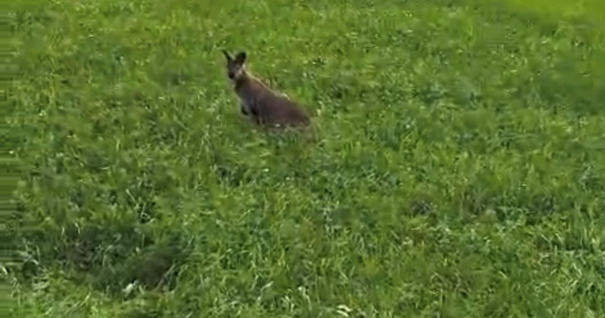 Lisa-und-Leo-wieder-vereint-Ausgeb-xtes-Wallaby-im-Zillertal-nach-Hause-zur-ckgekehrt