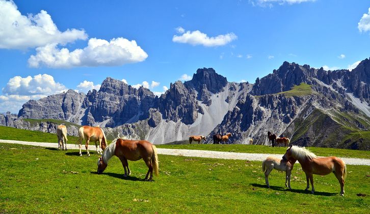 Haflinger in der Axamer Lizum.