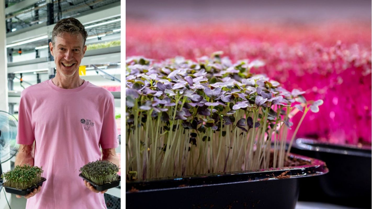 Magst mi pflanzen? Was hinter Microgreens steckt und wie man