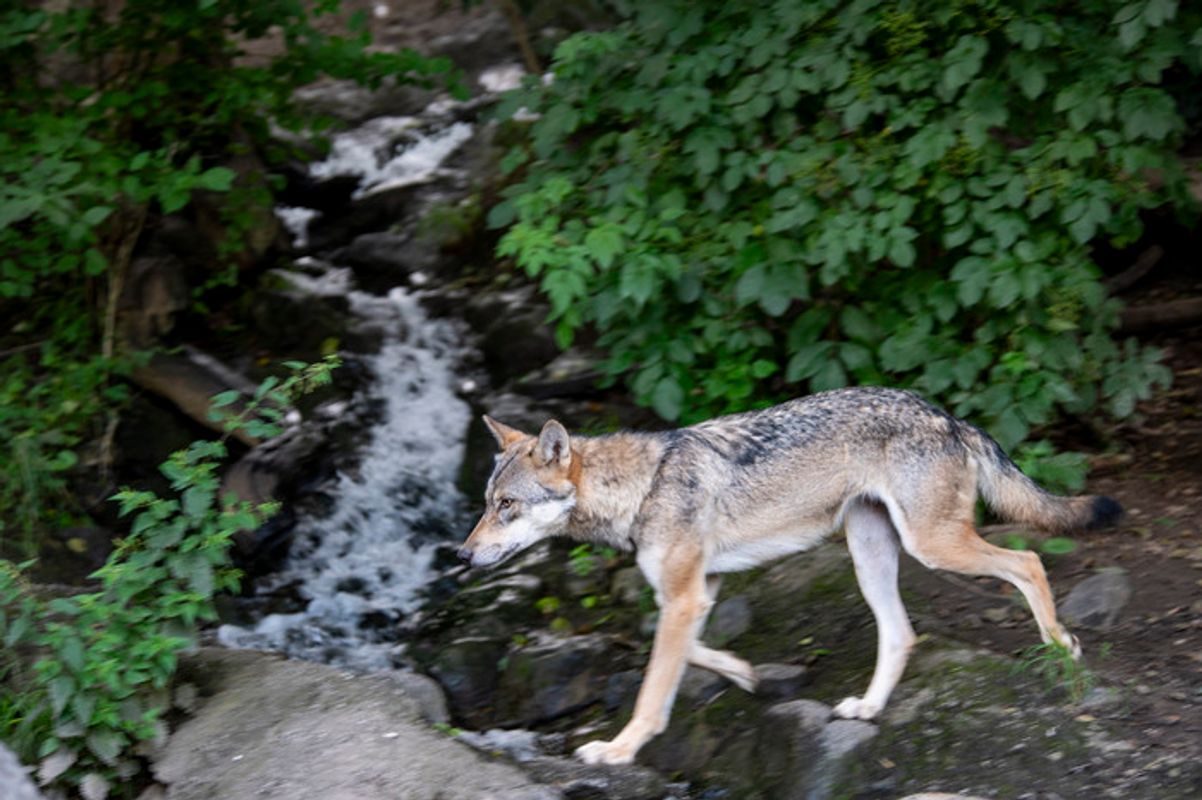Nähe zu Wohnhäusern: Abschussverordnung für Risikowolf in Schwaz und Kufstein erlassen