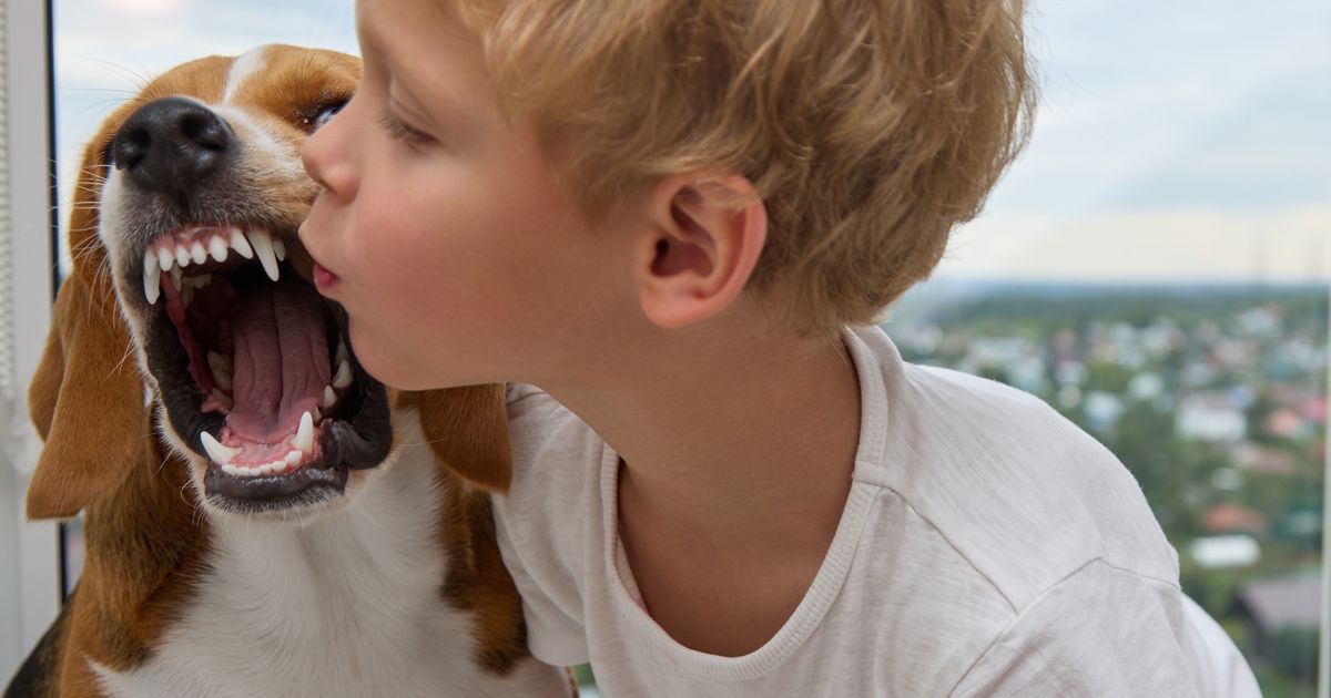 800-Kinder-pro-Jahr-gebissen-Besuch-einer-Hundeschule-wird-ab-Juli-in-Tirol-Pflicht