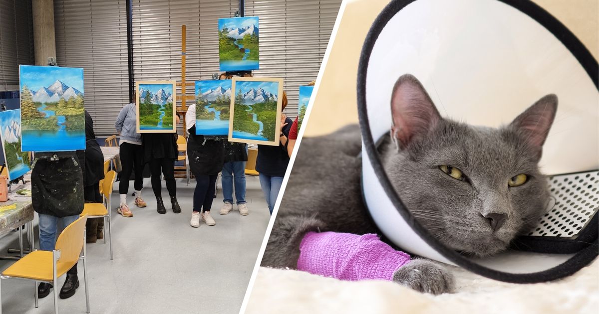 Von-Erster-Hilfe-bei-Katzen-bis-Malen-nach-Bob-Ross-Die-bunte-Kurswelt-der-VHS-Tirol