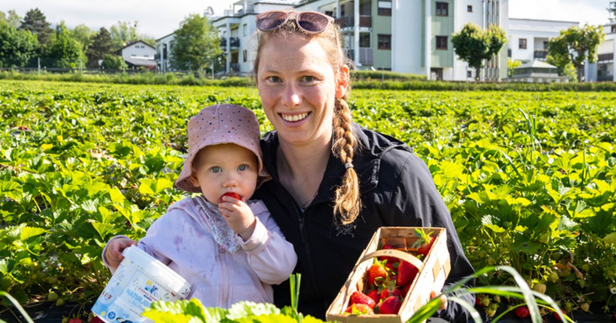 Rote-Beeren-harte-Arbeit-Zu-Besuch-auf-Tirols-Erdbeerfeldern