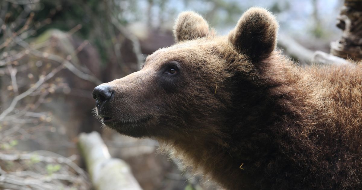 Bereits-dritter-Nachweis-auf-B-r-im-Bezirk-Landeck