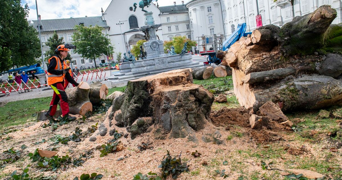 Das-Verm-chtnis-der-Innbrucker-Blutbuche
