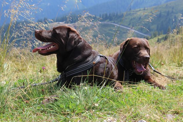 Auch die Hunde genießen den Blick auf den Schatzberg in Auffach.