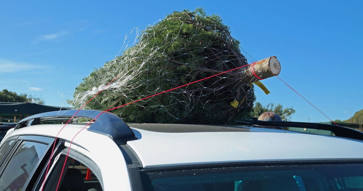 Was-ist-erlaubt-und-was-nicht-So-transportiert-man-den-Christbaum-richtig
