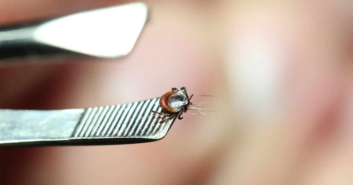 Gef-hrliche-Blutsauger-in-Tirol-hochaktiv-Was-bei-einem-Zeckenstich-zu-tun-ist