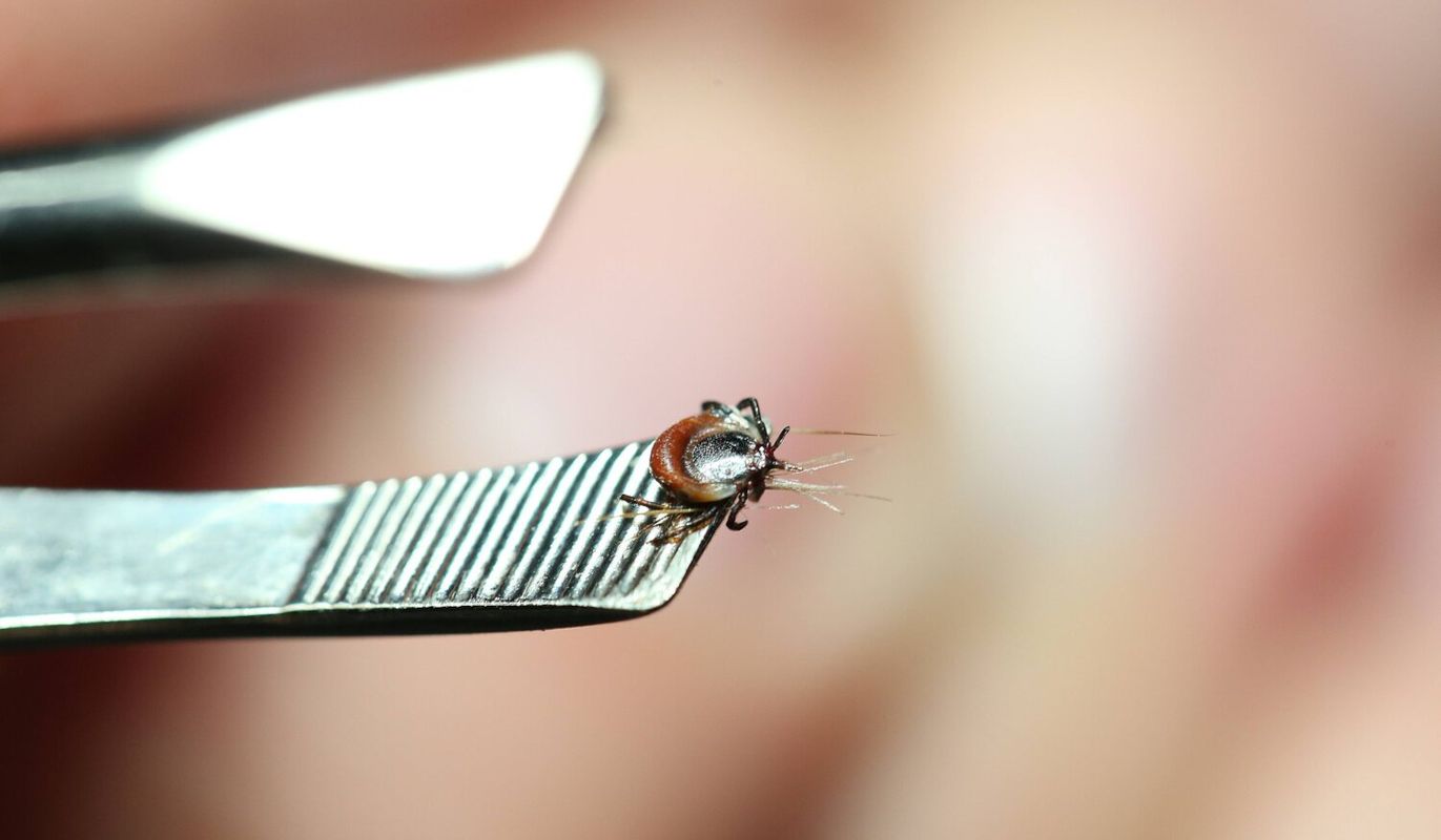 Gefährliche Blutsauger in Tirol hochaktiv: Was bei einem Zeckenstich zu tun ist