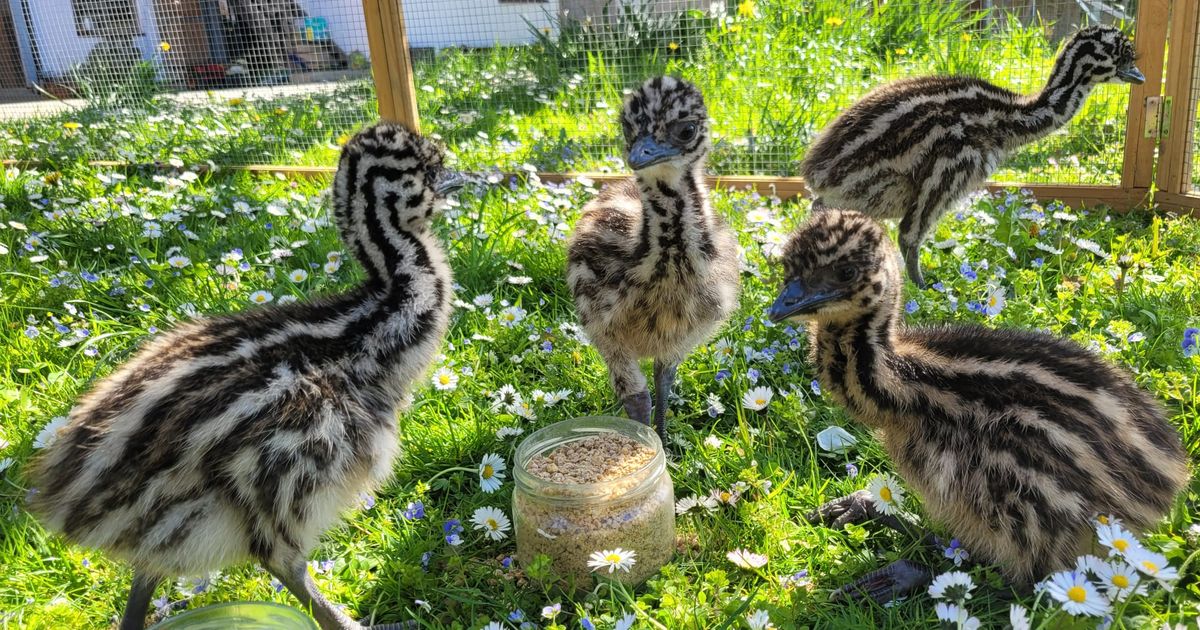 Rettung-in-letzter-Sekunde-f-r-drei-Emu-K-ken-im-Rarit-tenzoo-Ebbs