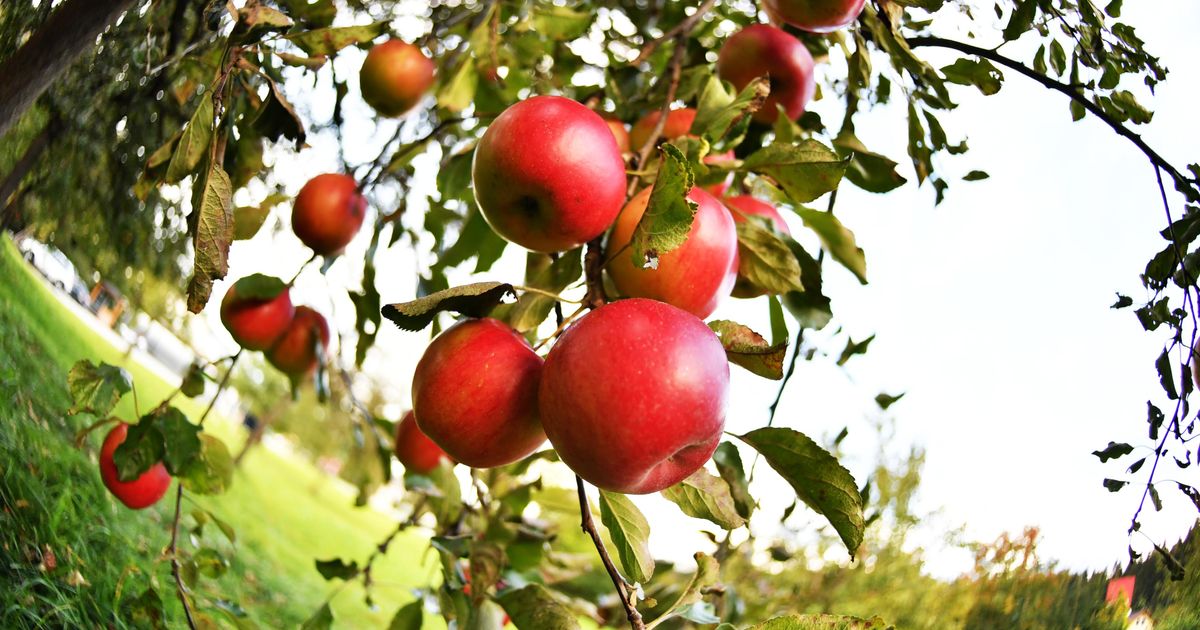 Retten-wir-die-Tiroler-Obstvielfalt-