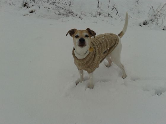 "Spike" in den Feldern von Rum.