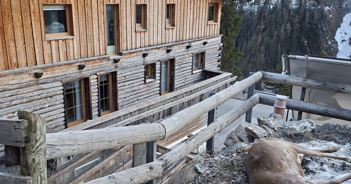 Nach-Riss-bei-Bauernhof-in-Nauders-Wolf-im-Oberland-geschossen