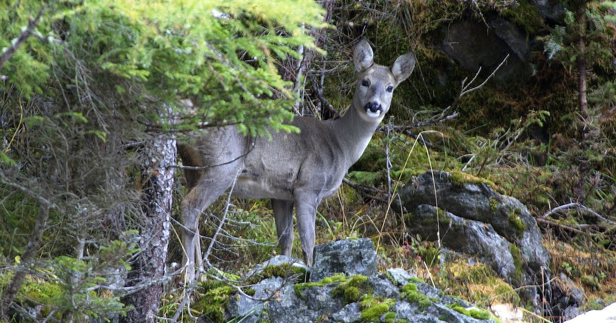 Unterinntaler-Jagdtage-in-Kufstein-mit-AbendProgramm
