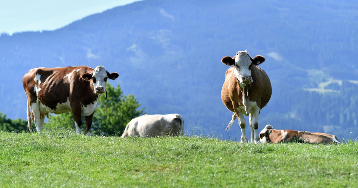 T-dliche-Kuhattacke-in-Osttirol-K-he-gingen-schon-zuvor-auf-Passanten-los