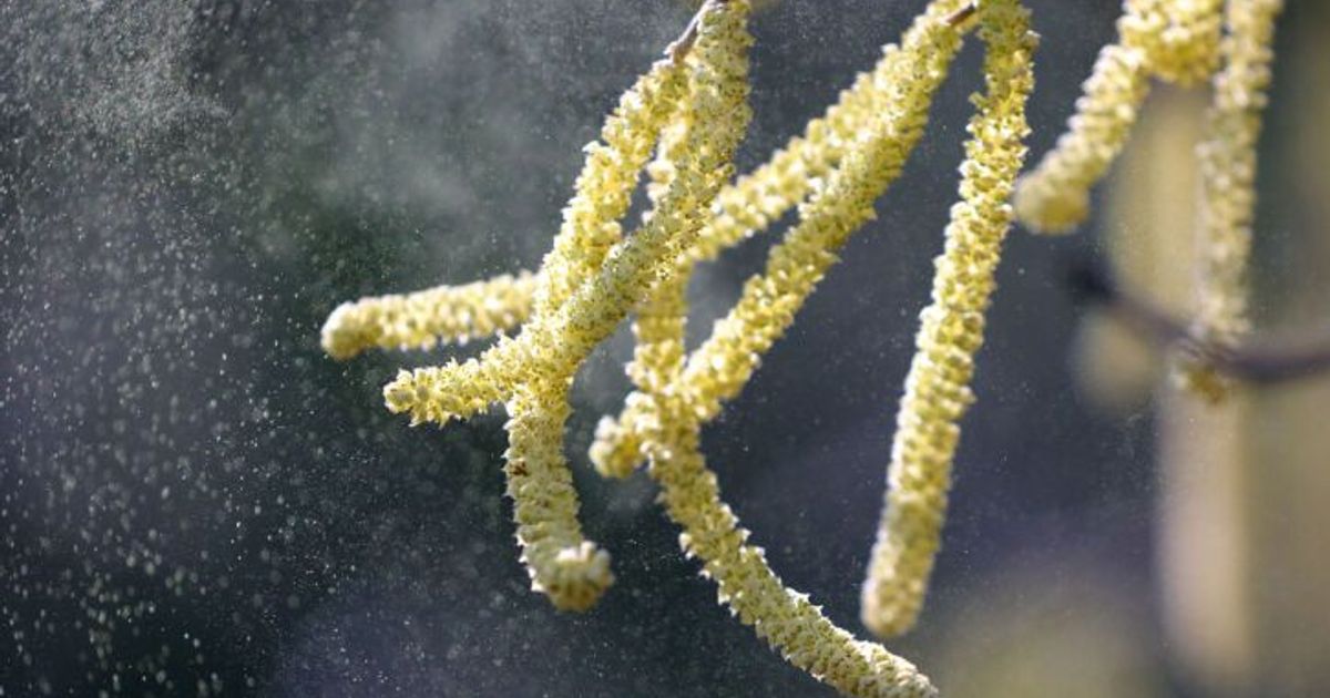 Hasel-und-Erle-sorgen-f-r-erste-Spitze-in-Allergiesaison