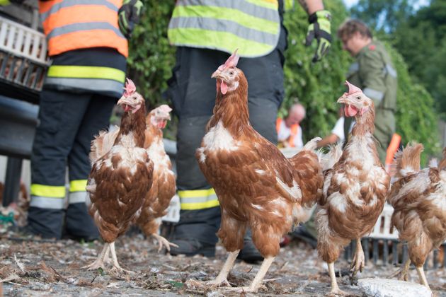 Den Einsatzkräften wird der tierische Einsatz wohl lange im Gedächtnis bleiben.