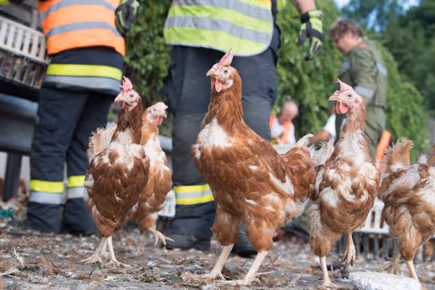 Den Einsatzkräften wird der tierische Einsatz wohl lange im Gedächtnis bleiben.