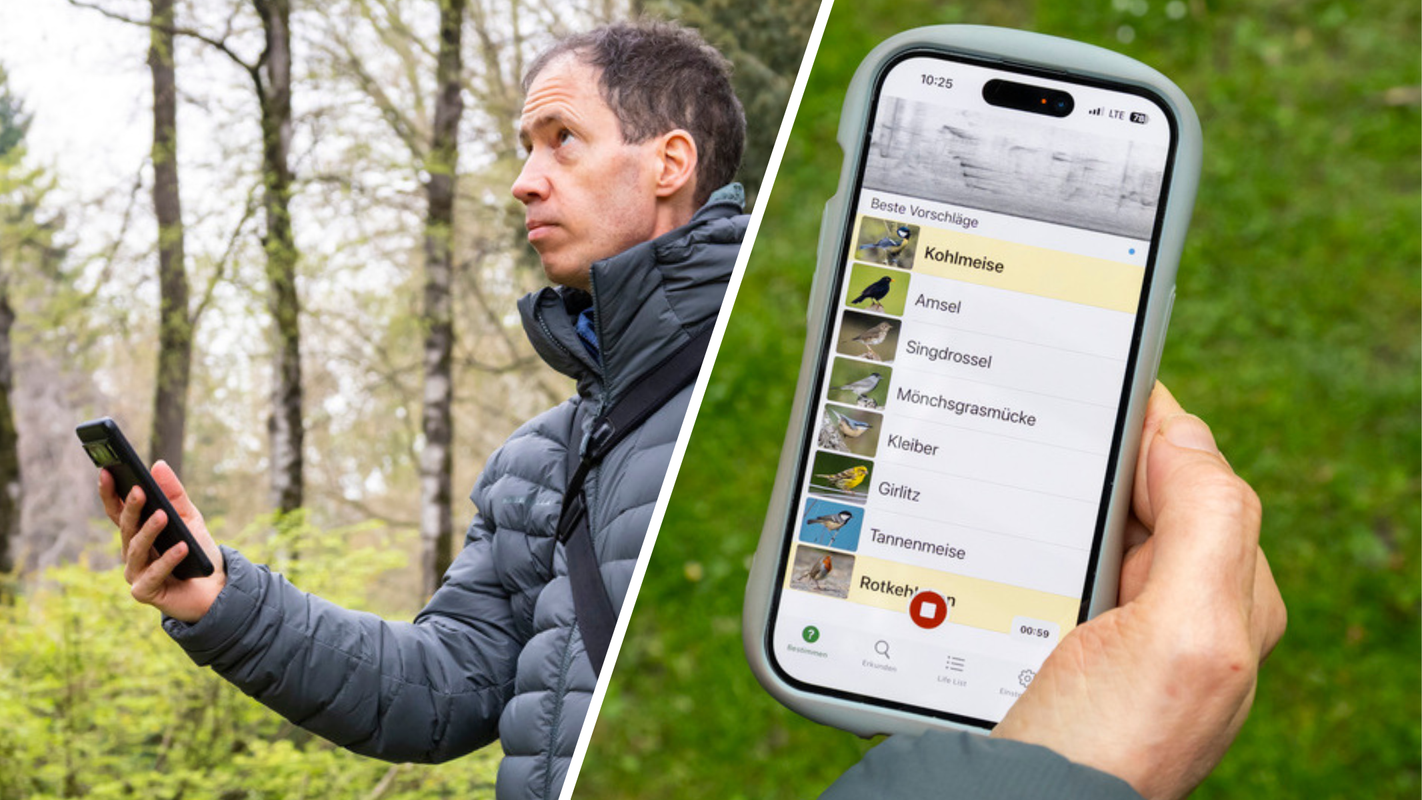 Vogelstimmen erkennen mit App: So einfach und zuverlässig ist die Technik