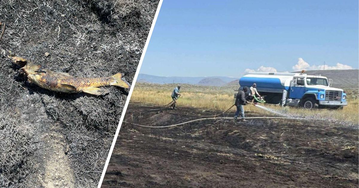 Von-Adler-verlorener-Fisch-l-ste-in-Kanada-Buschbrand-aus