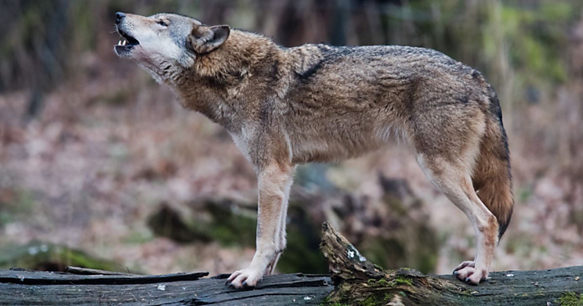 Risikowolf-im-Bezirk-Landeck-zum-Abschuss-freigegeben