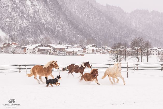 Tierischer Spaß im Schnee: Den Pferden vom Pferdehof Mauracher in Schlitters scheint die weiße Pracht zu gefallen.