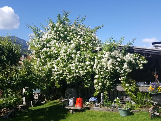 Rosengarten in Rinn.