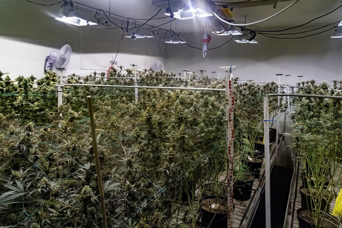 Cannabis-Plantage in Firmenhalle aufgeflogen: Tiroler festgenommen