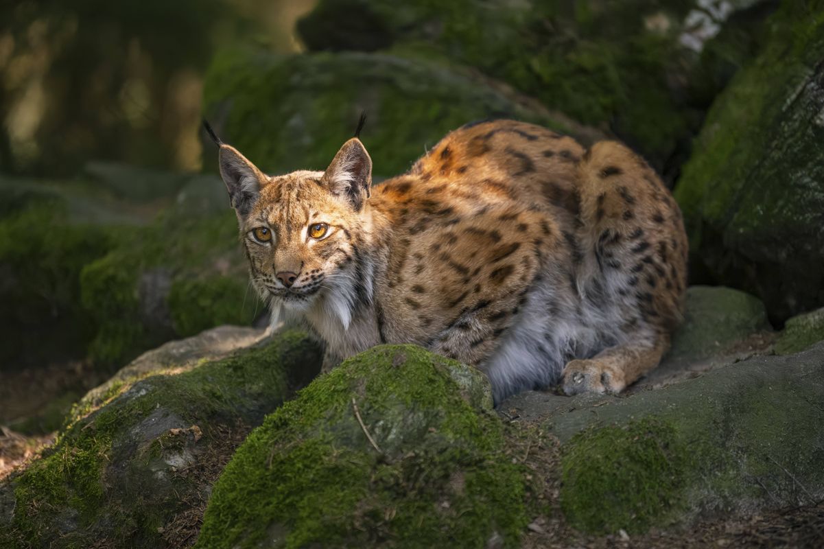 Erstmals Luchs auf Autobahn in Italien getötet, Tierart in Ö