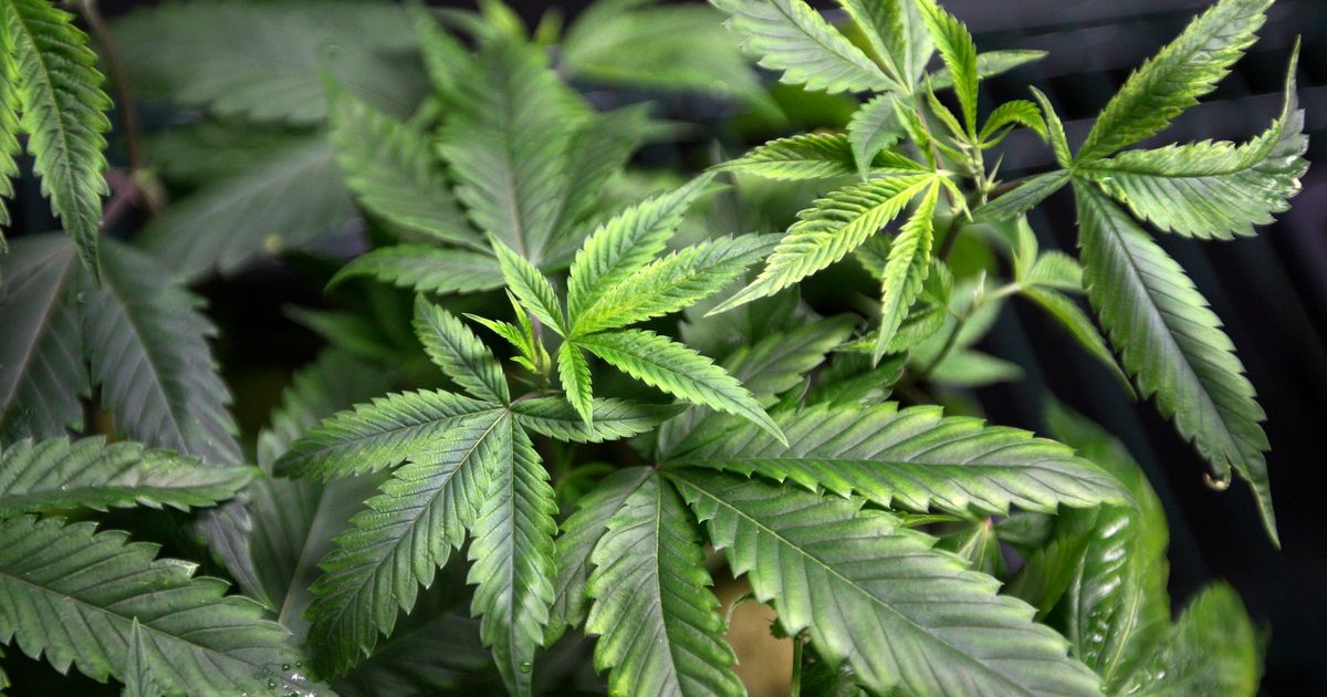 Cannabis-Z-chter-flog-in-Kramsach-auf-Polizei-fand-auch-Schwefels-ure