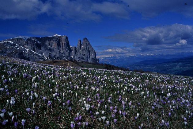 Frühlingskrokusse auf der Seiseralm mit Schlern und Santnerspitz im Hintergrund.