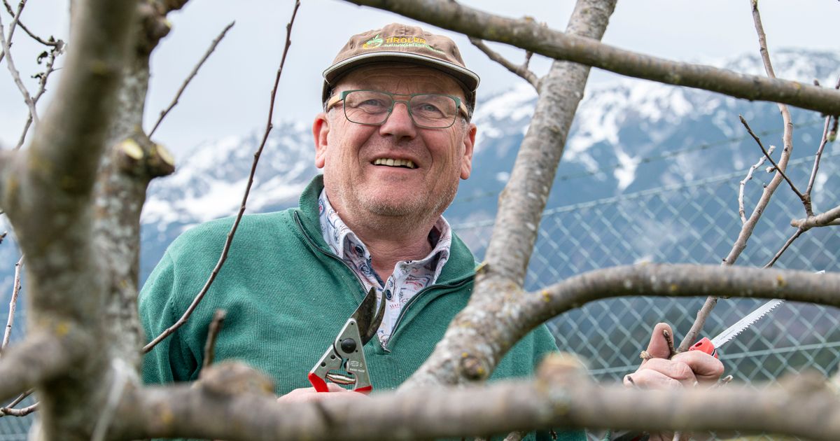 Drei-von-vier-Obstsorten-massiv-bedroht-Alte-Sorten-verschwinden-aus-Tirols-Supermarktregalen