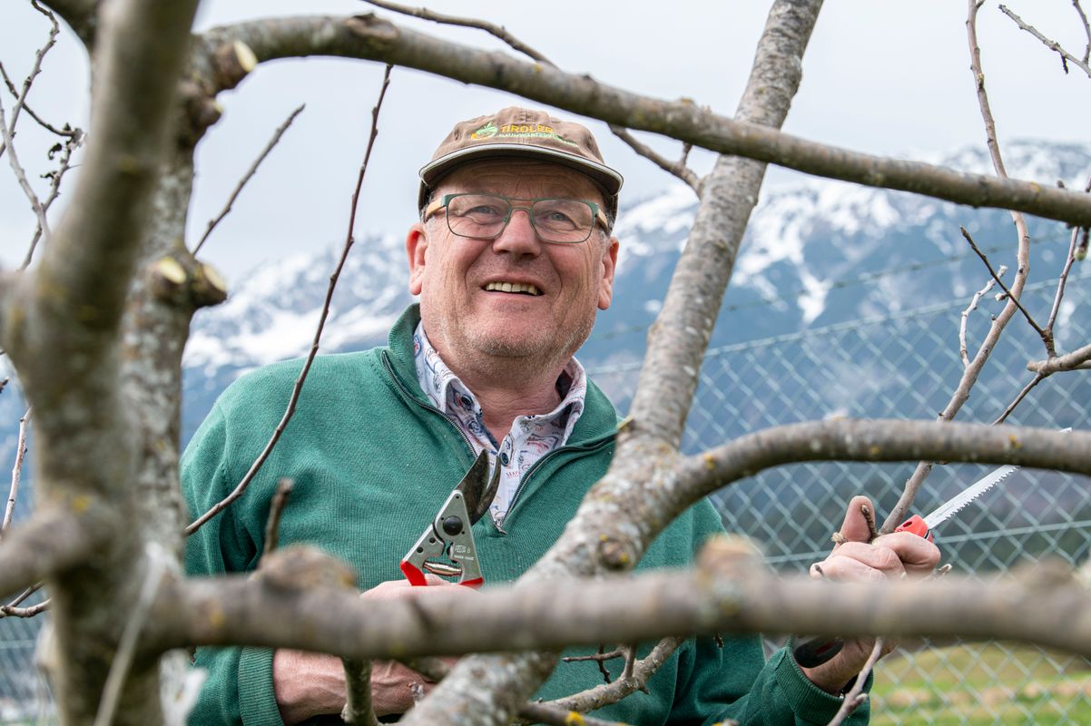 Drei von vier Obstsorten massiv bedroht: Alte Sorten verschwinden aus Tirols Supermarktregalen