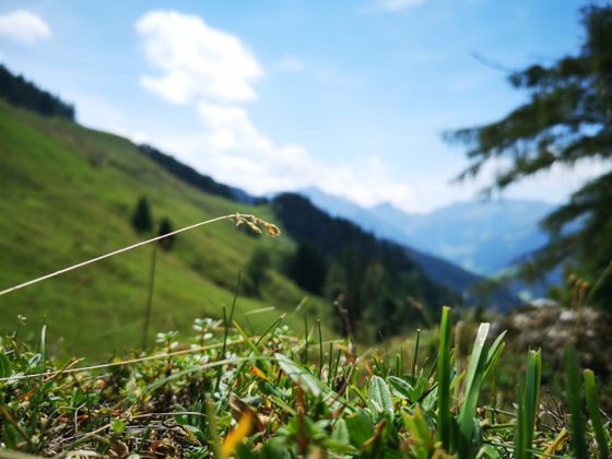 Auf dem Weg zum Hösljoch in Alpbach.
