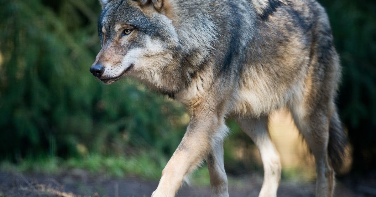Tote-Schafe-im-Wipptal-Land-gibt-Wolf-zum-Abschuss-frei